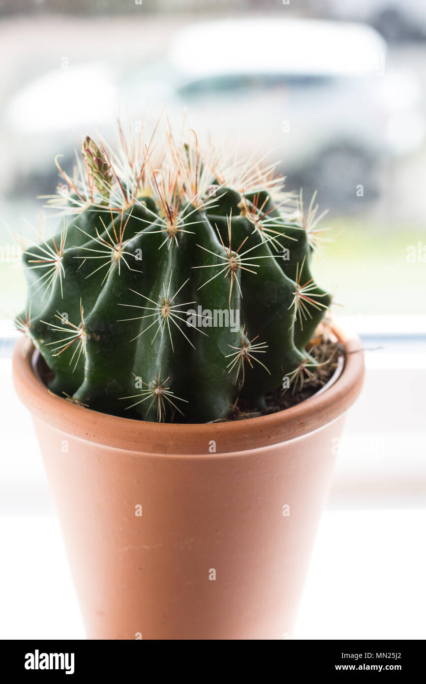 Trendy cactus on the window sill close up Stock Photo