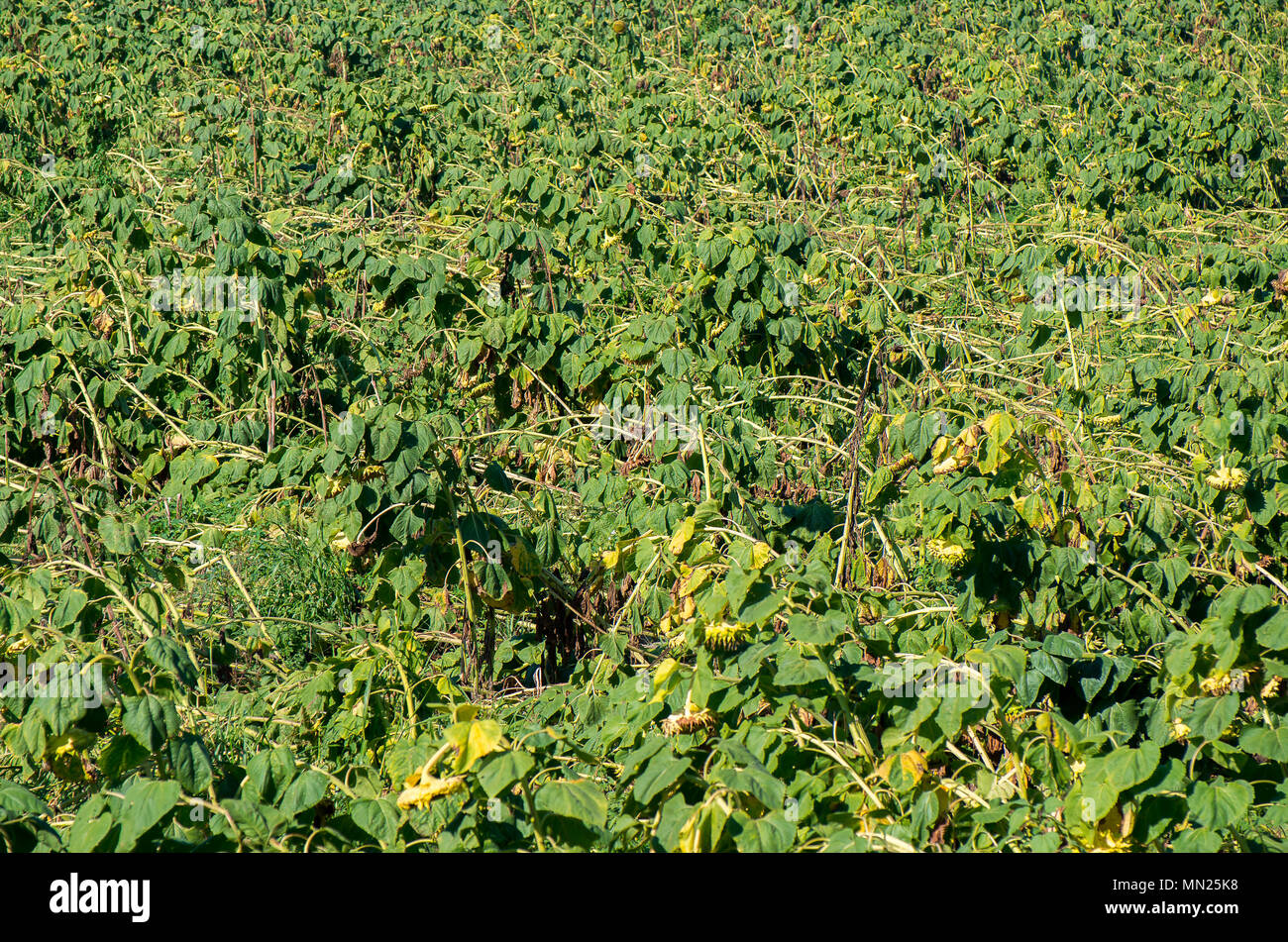 Destroyed wheat. Damage from hurricane crop. Crop insurance. Stock Photo