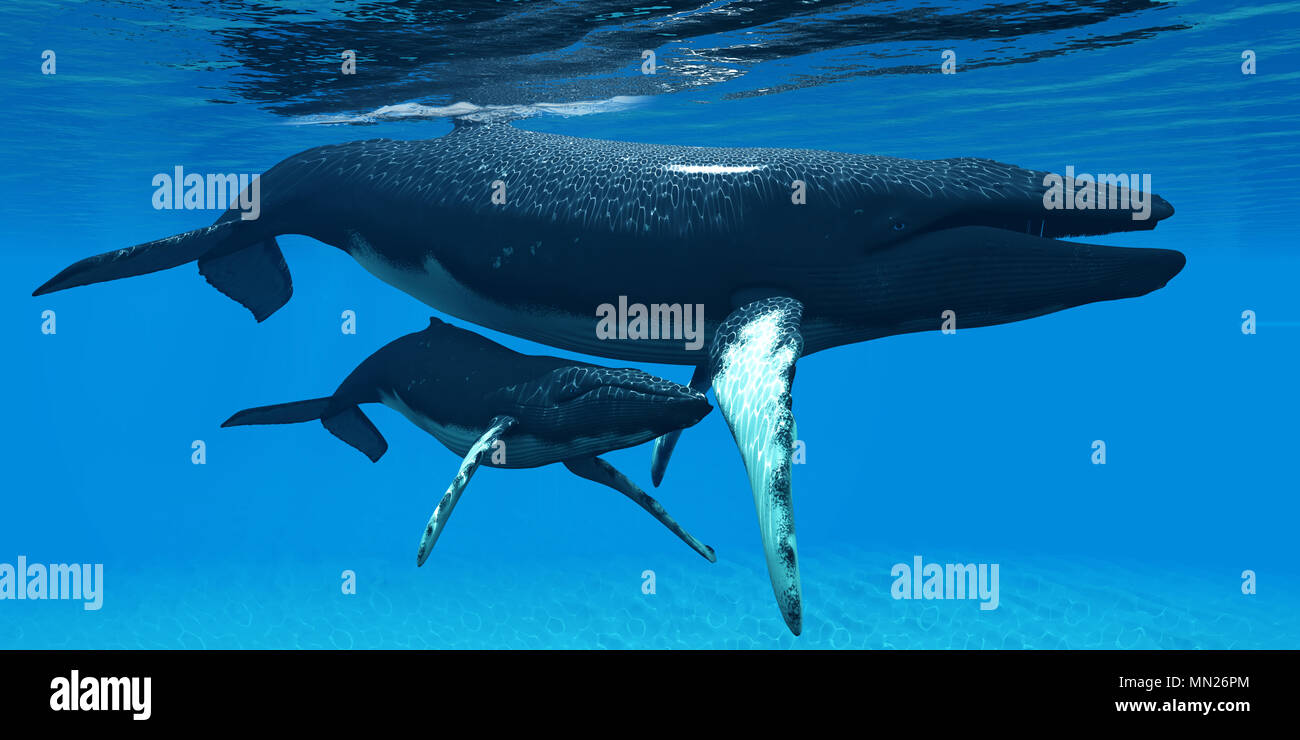 Mother and Baby Humpback Whales - A Humpback whale calf hides under his mother's belly for protection in a large ocean environment. Stock Photo