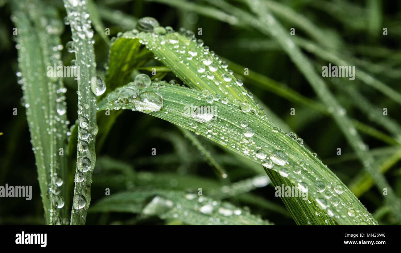 Water beads on blades of grass Golden, Colorado USA Stock Photo Alamy