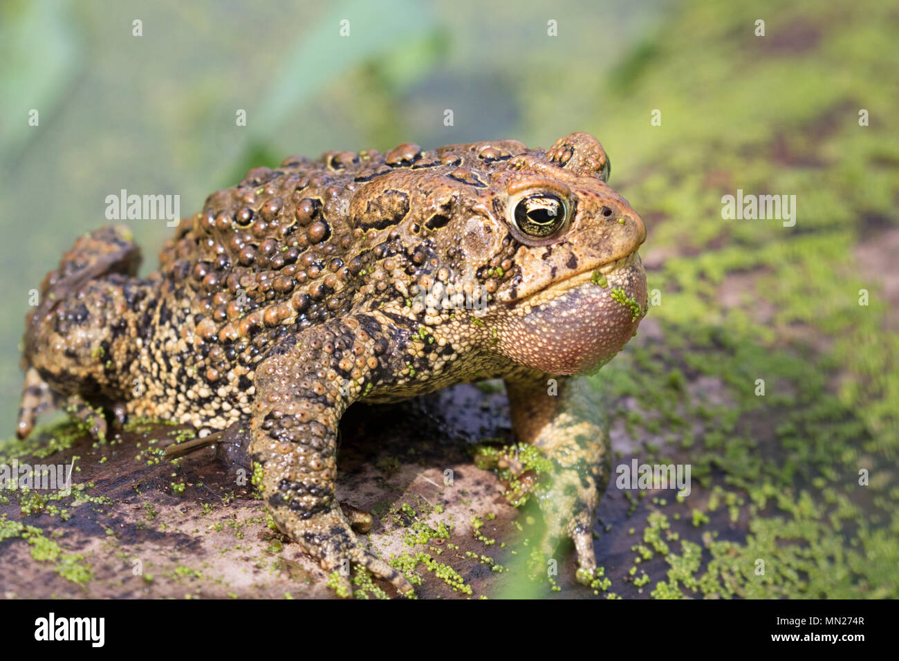 Calling American toad (Anaxyrus americanus) in a swamp Stock Photo - Alamy