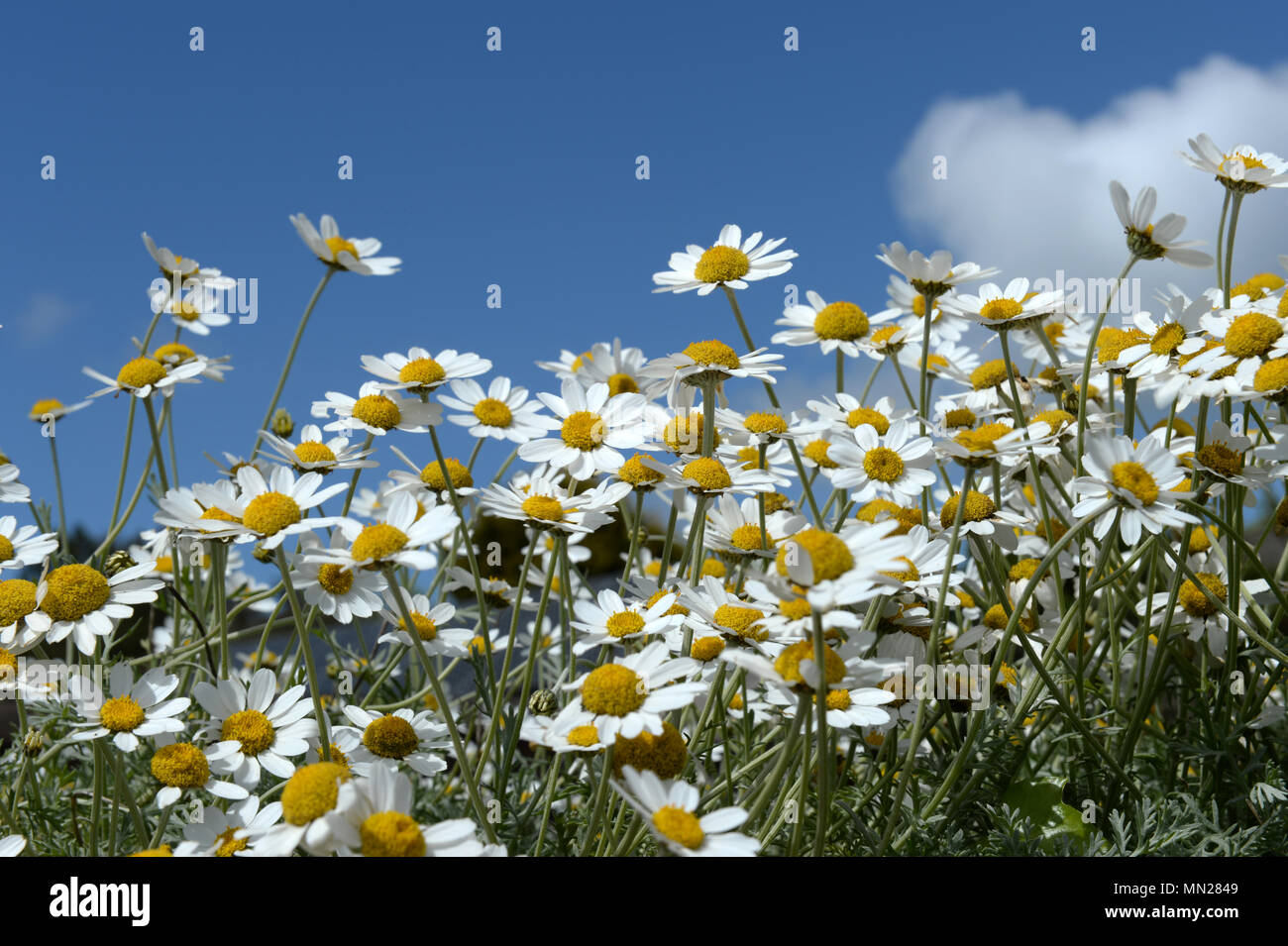 Coastal chamomile hi-res stock photography and images - Alamy