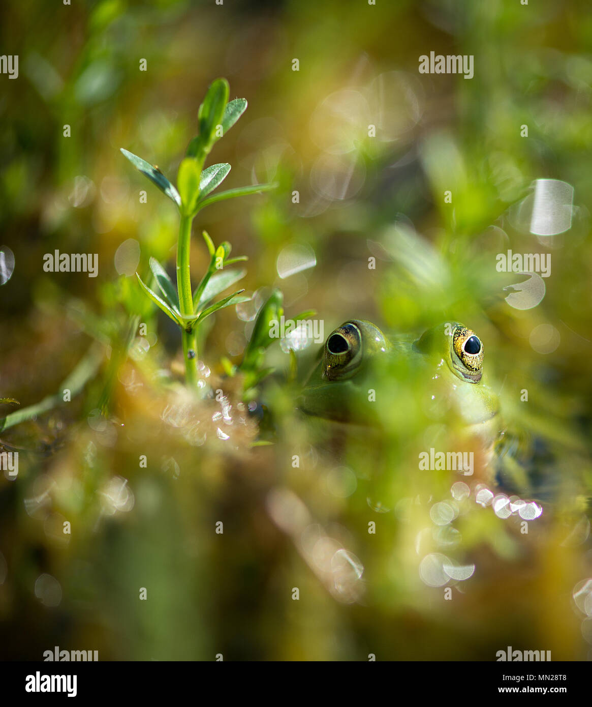 Green frogs (Pelophylax kl.Esculentus) in springtime Stock Photo - Alamy