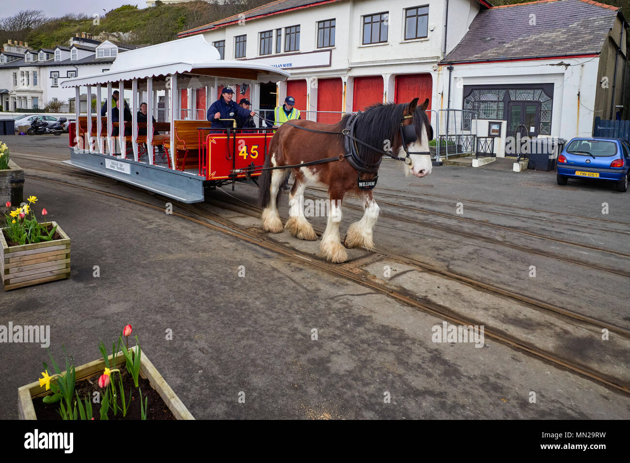 Tram horse William arrives at the Terminus Tavern pulling tram number 45 in Douglas, Isle of Man Stock Photo