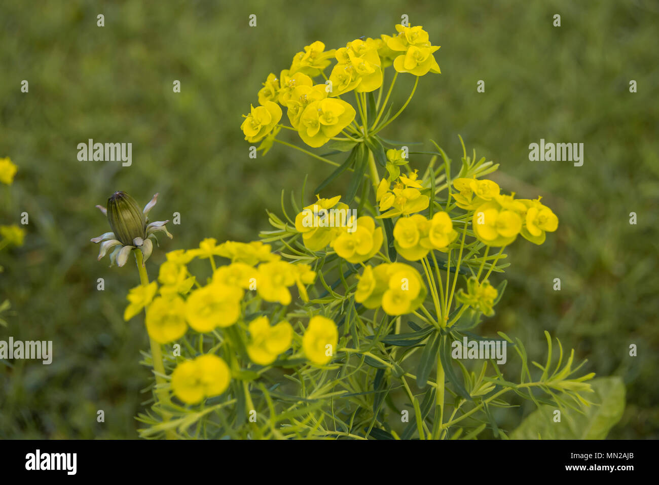 Leafy Spurge; also known as Spurge, wolf's milk,  and wolf's-milk. Family: Spurge (Euphorbiaceae) Flower: Yellow-green in umbrella at top of plant; Stock Photo