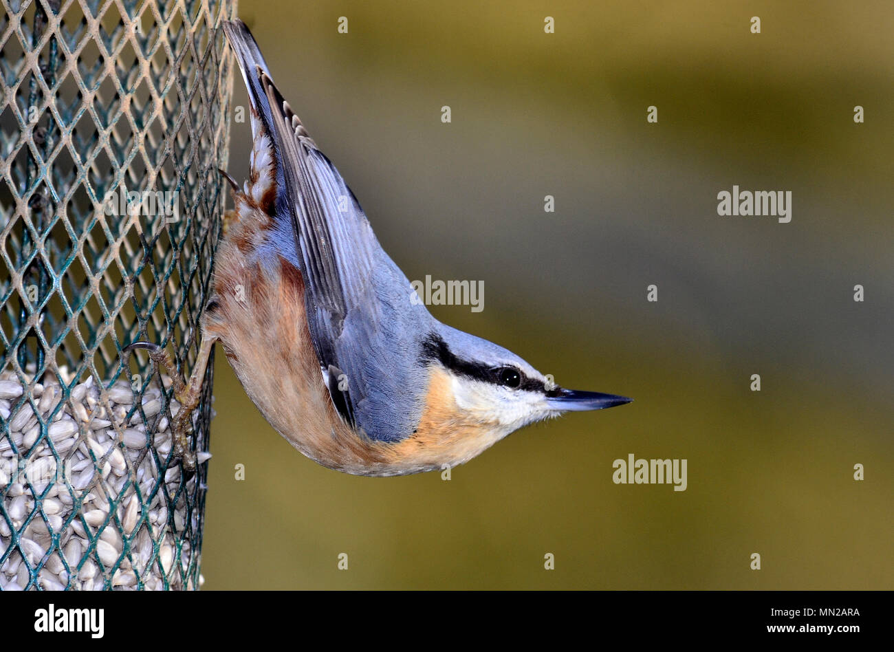Adult Nuthatch On Sunflower Heart Feeder Stock Photo 185063854