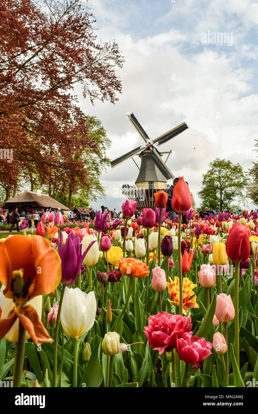 Keukenhof Gardens is the most beautiful spring garden in the world. Located in Netherlands. Stock Photo