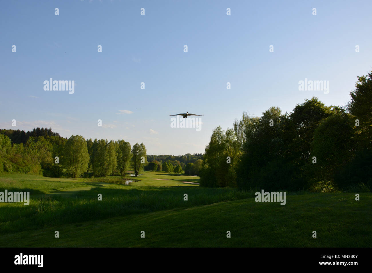 swan flying over golf course Stock Photo Alamy