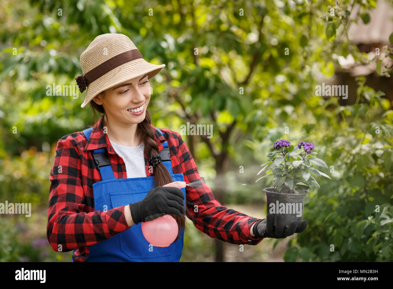 gardener spraying pesticide or water on flowers in pot Stock Photo