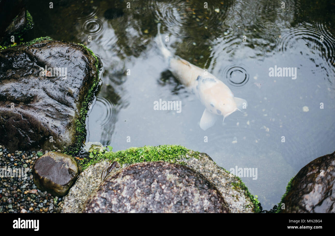 Big koi fish in a japanese garden Stock Photo