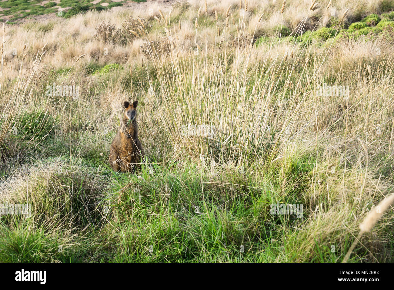Wallaby with grass in its mouth looks out of high grass at Nobbies