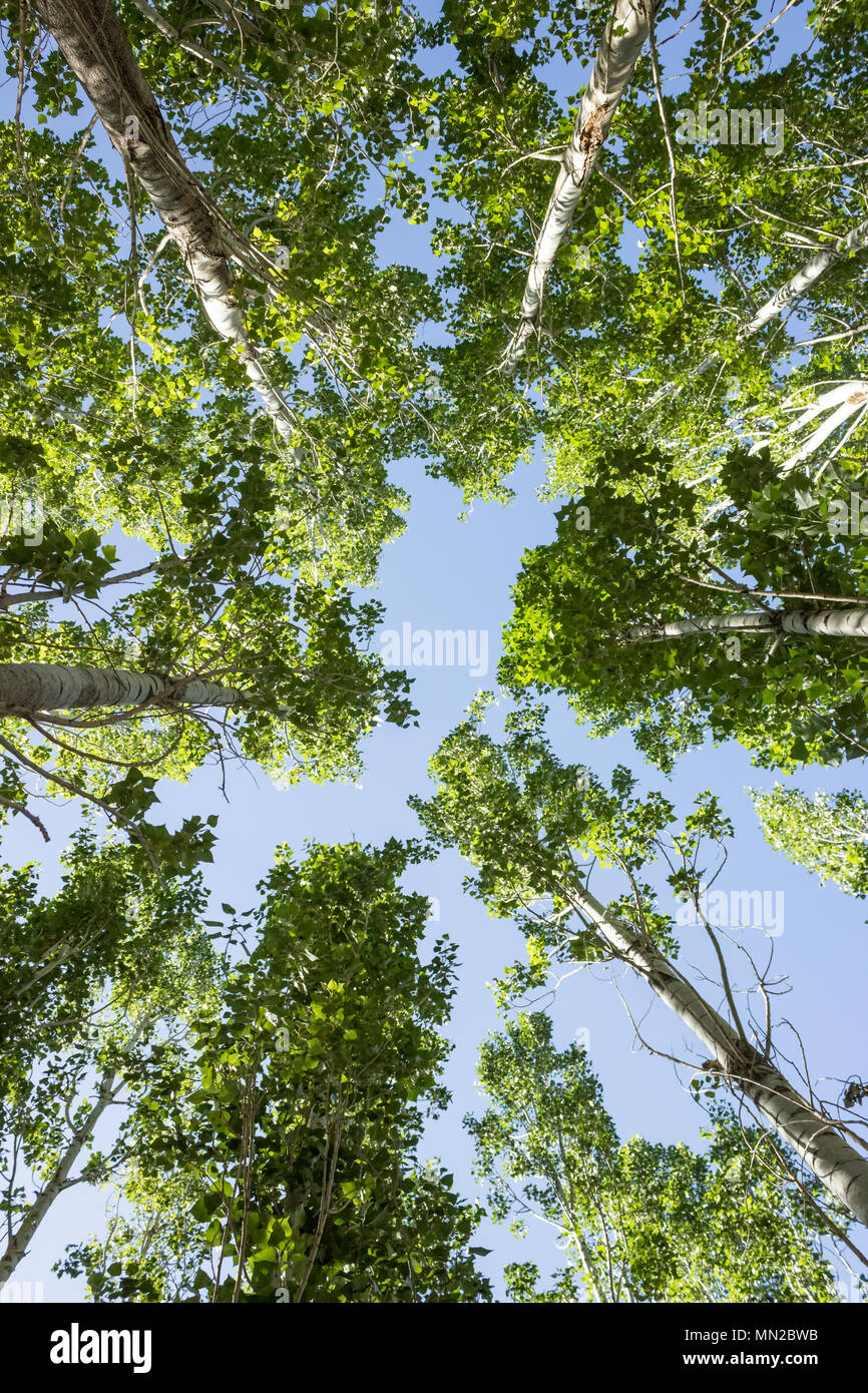 Tall high poplar trees hi-res stock photography and images - Alamy