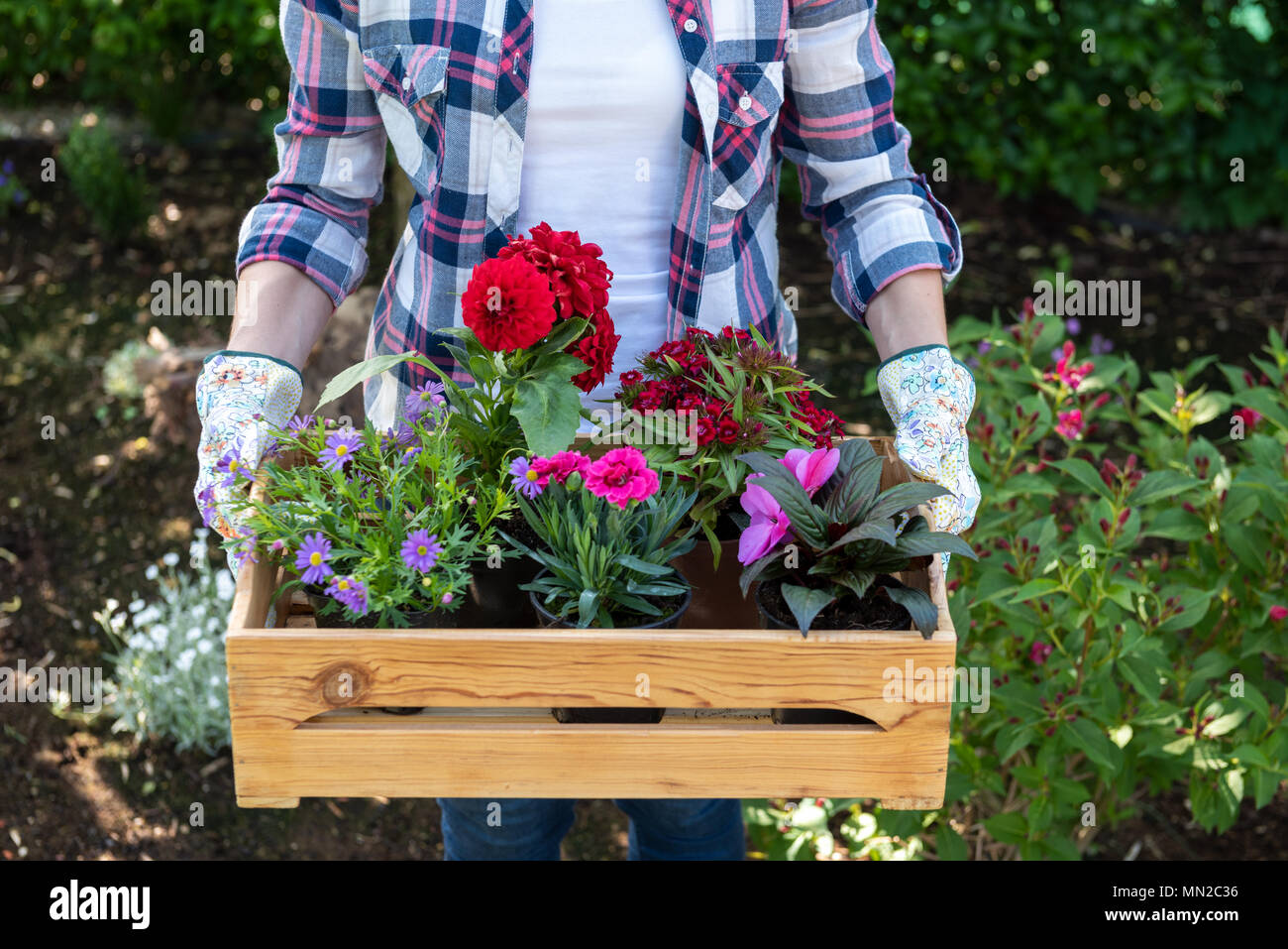 Young female gardener holding wooden crate full of flowers ready to be planted in a garden. Gardening hobby concept. Stock Photo