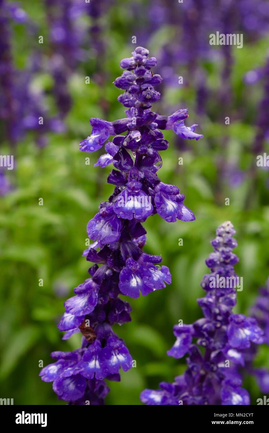 Purple flowers in the green field Stock Photo - Alamy