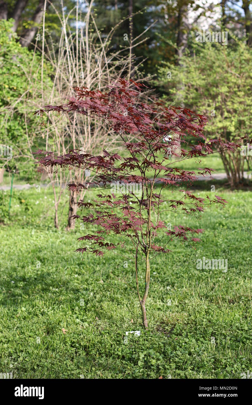 Small Tree With Dark Red Leaves Of Japanese Maple Acer Palmatum Stock Photo Alamy