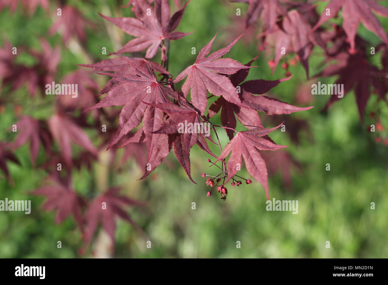 Red leaves and flowers of Japanese maple (Acer palmatum) Stock Photo