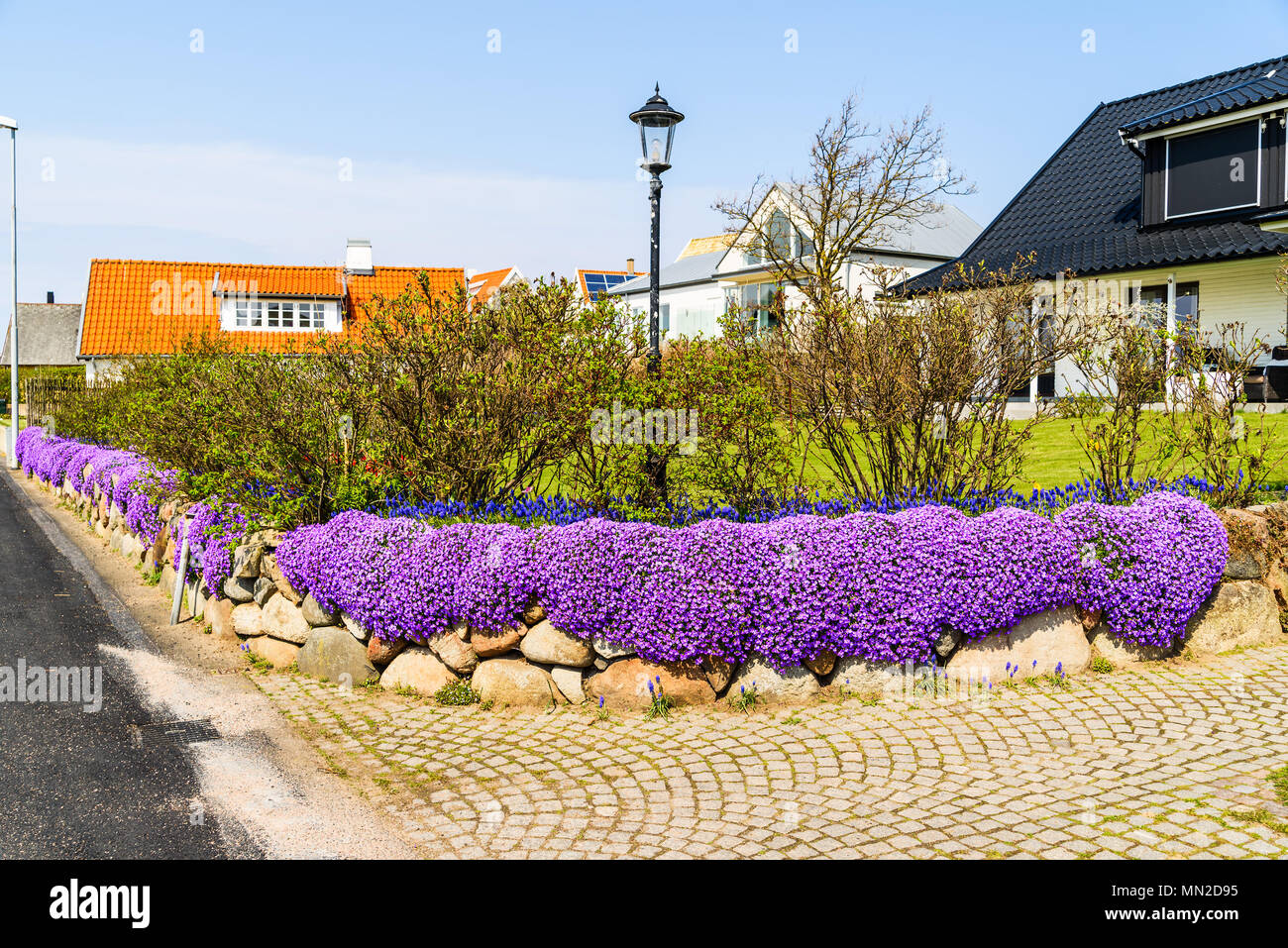 Lovely stone wall with Aubrieta or Aubretia flowers in full bloom on a sunny spring day. Stock Photo