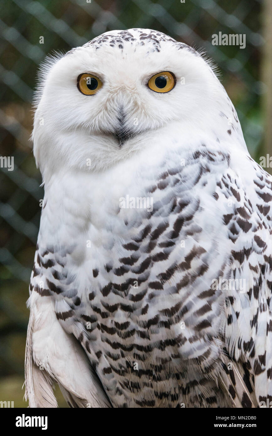 Close up of a female snowy owl Stock Photo