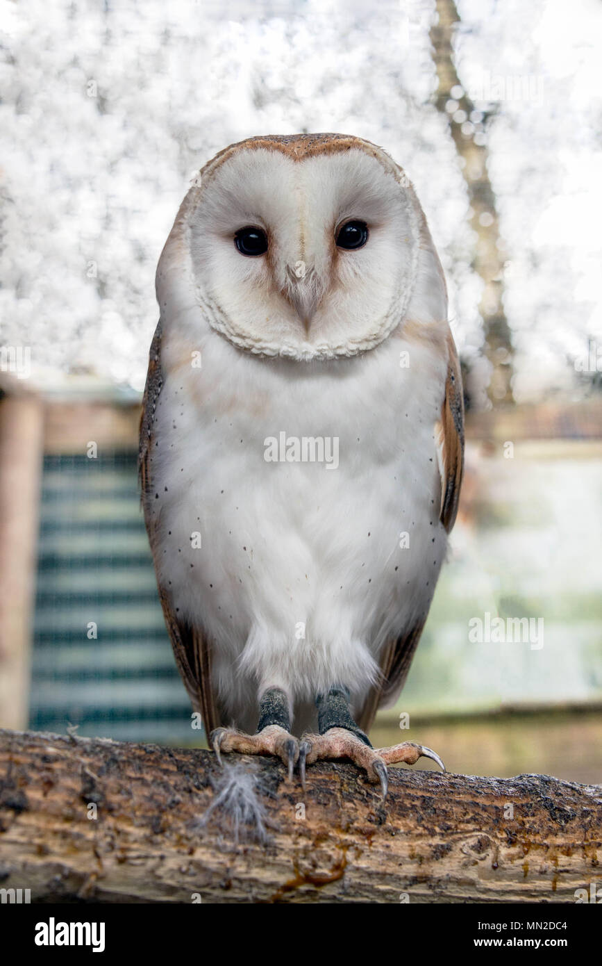 A common barn owl sitting on a branch Stock Photo