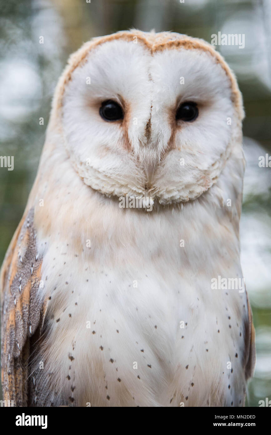 Close up of the face of a barn owl Stock Photo
