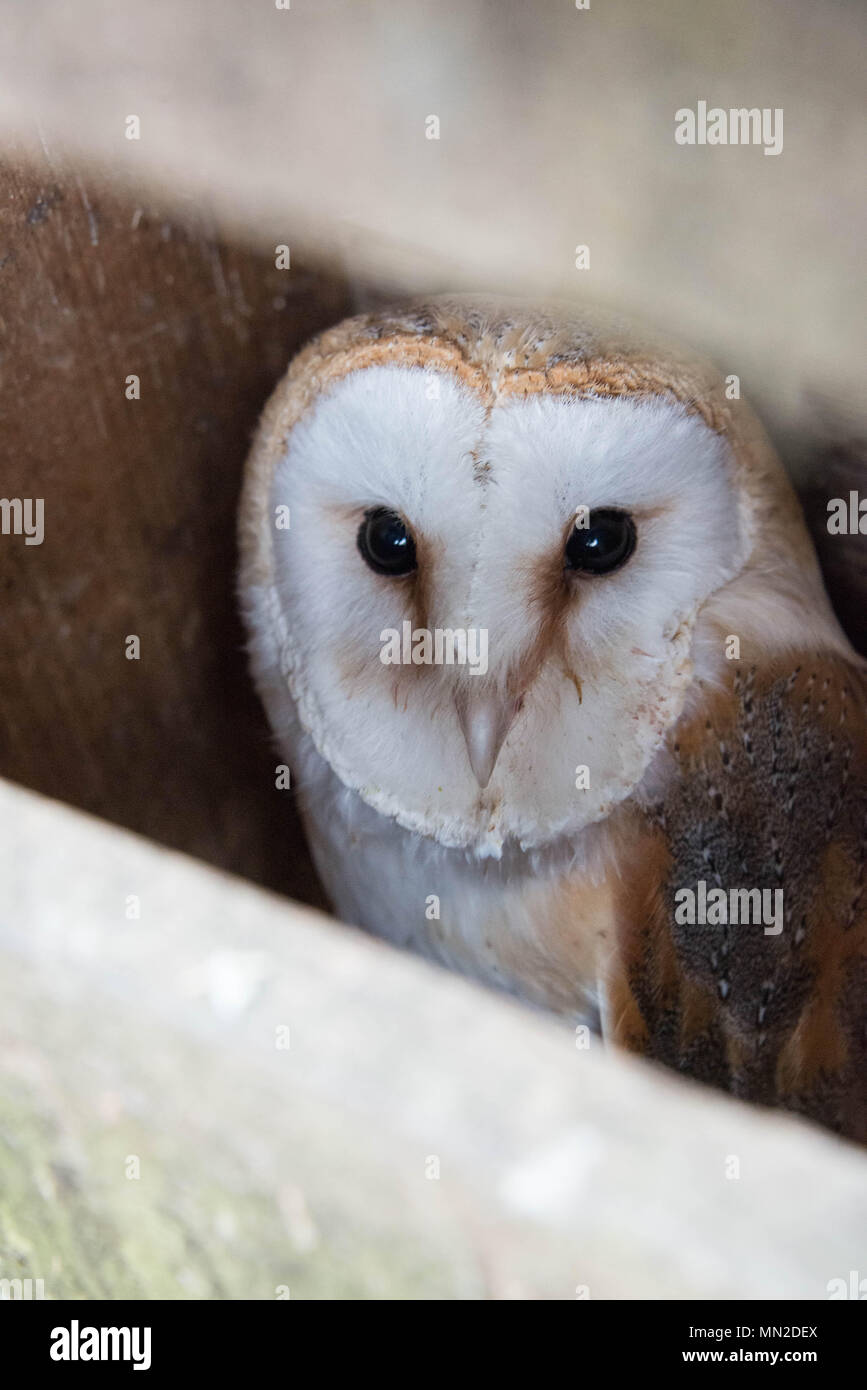 A barn owl peeking out of a nest box Stock Photo