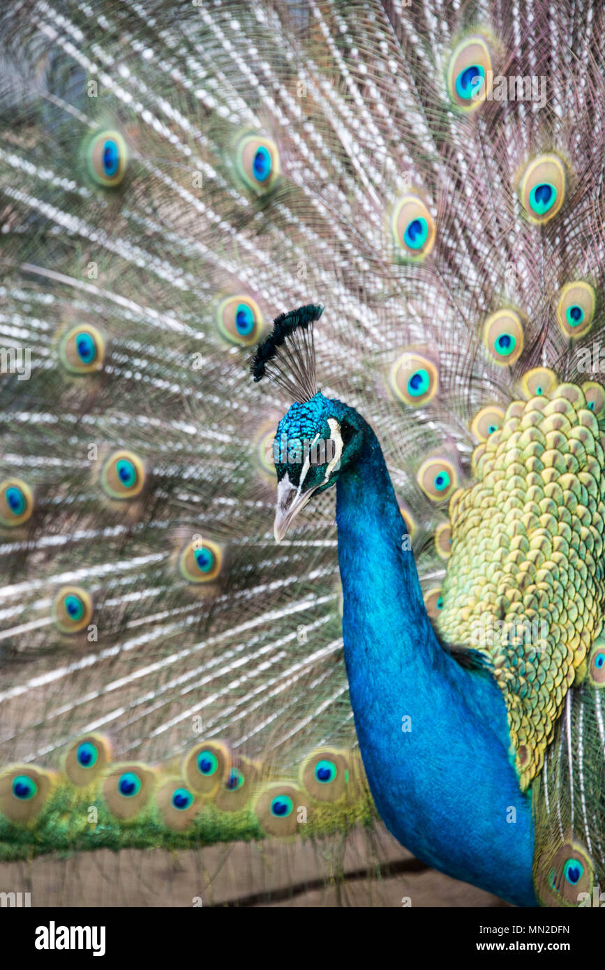 Close up of a beautiful blue male peacock Stock Photo