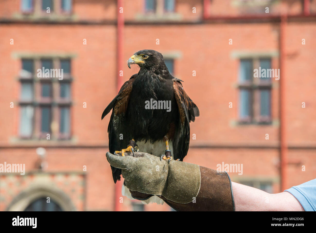 A Harris Hawk on a falconers glove Stock Photo