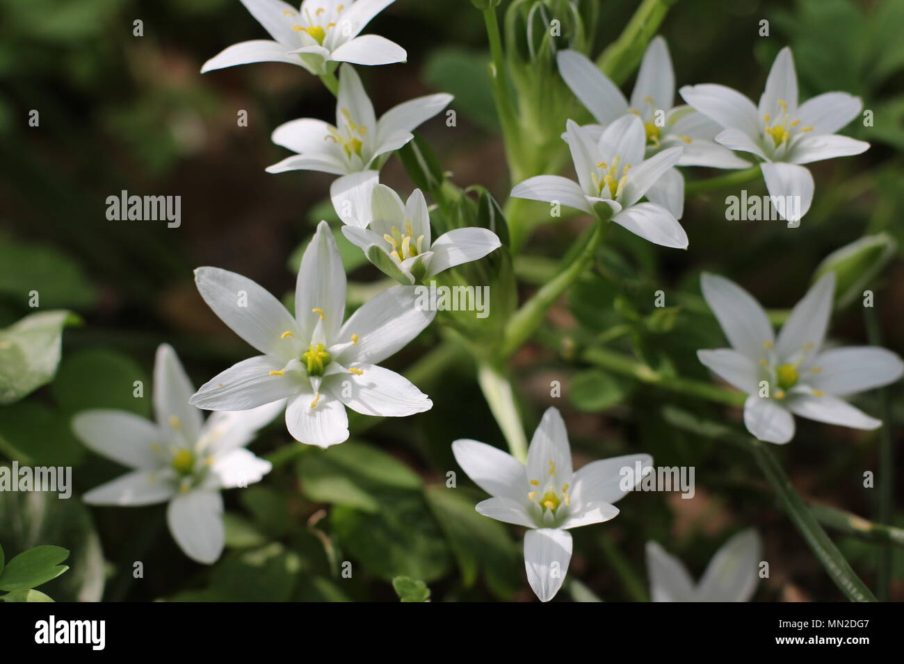 White flowers of Ornithogalum umbellatum (grass lily Stock Photo - Alamy