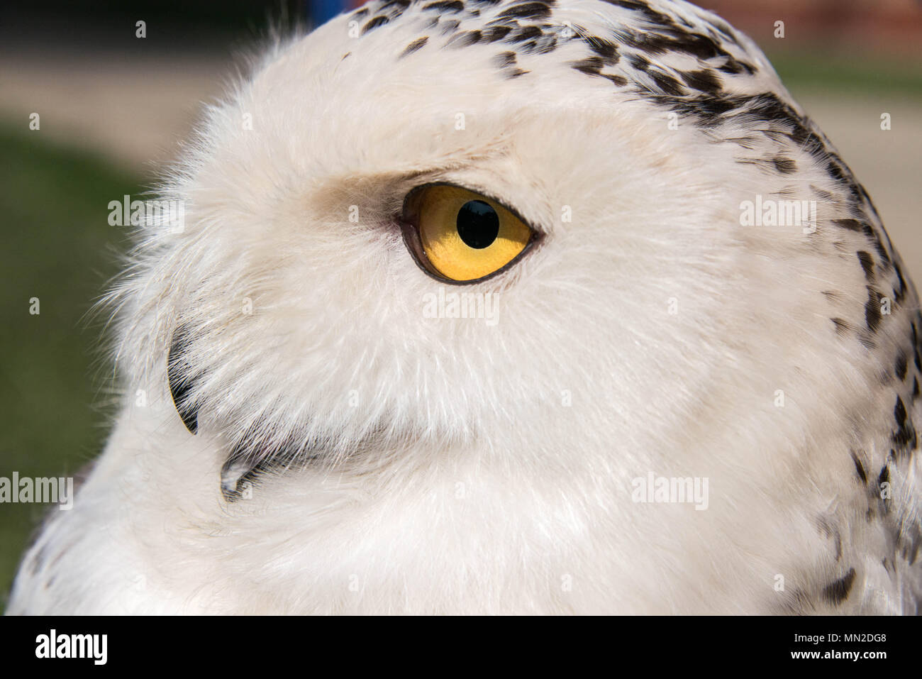 Close up of the face of a female snowy owl Stock Photo
