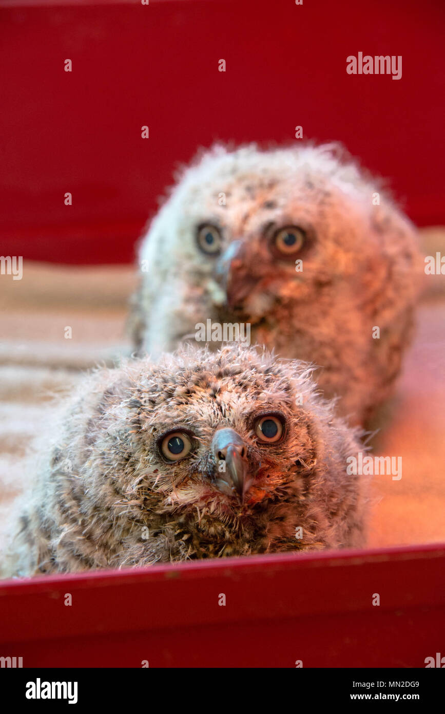 A pair of two week old Great Horned owls in a cage Stock Photo