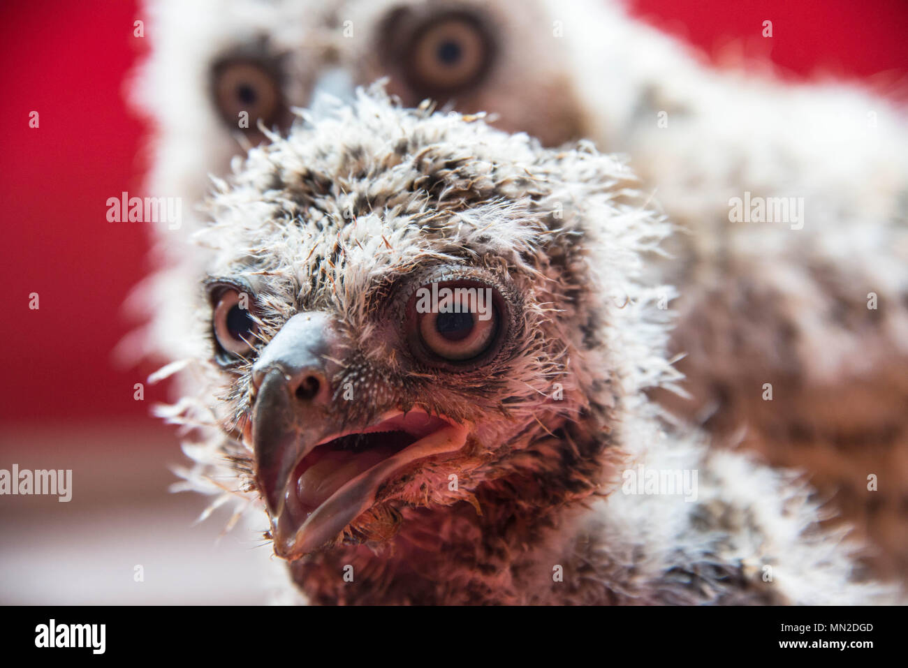 A pair of two week old Great Horned owls in a cage Stock Photo
