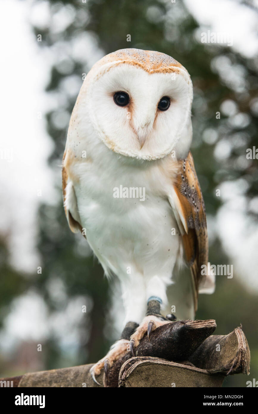 A barn owl sitting on aa branch Stock Photo