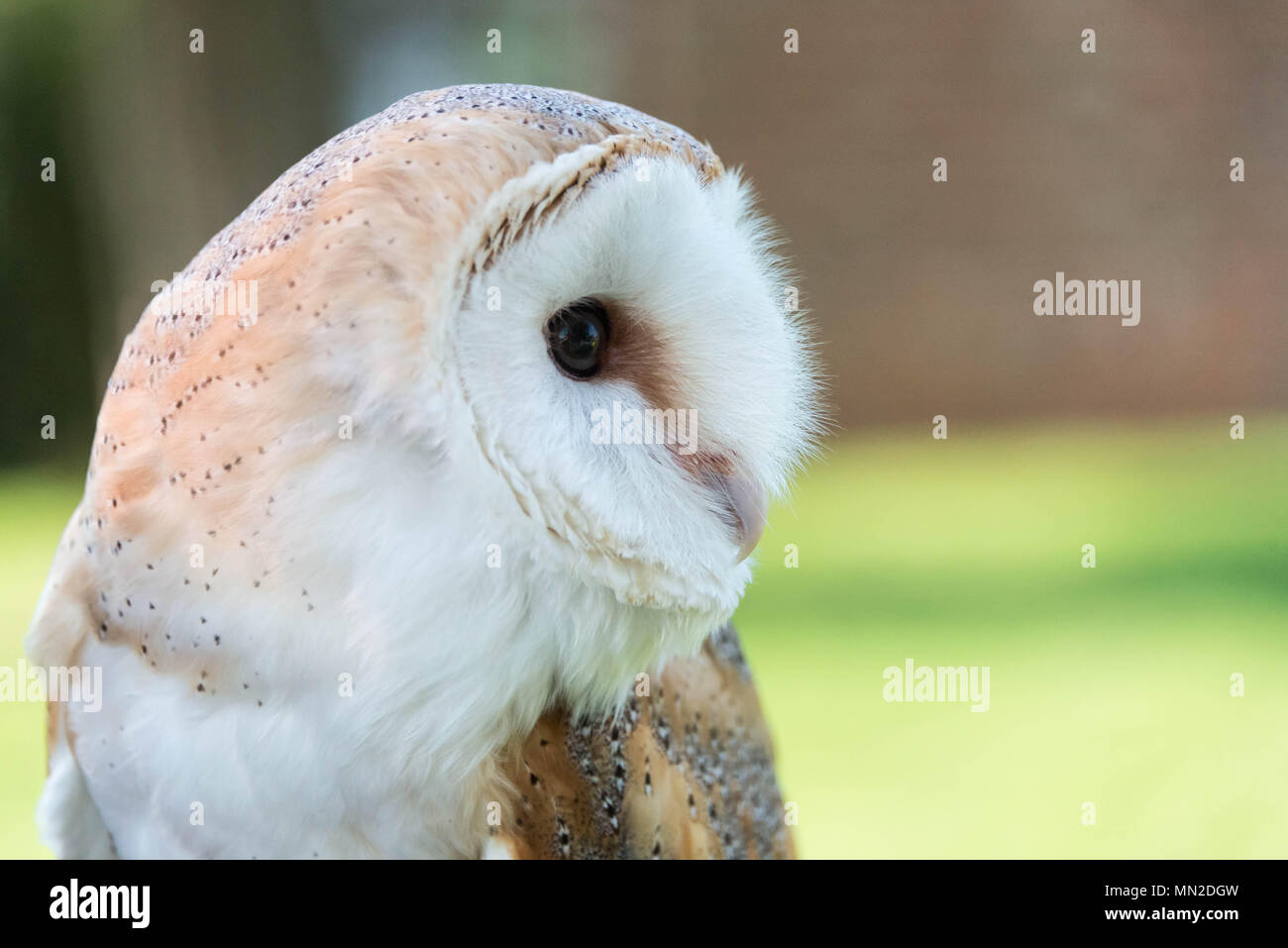 A profile of a barn owl Stock Photo