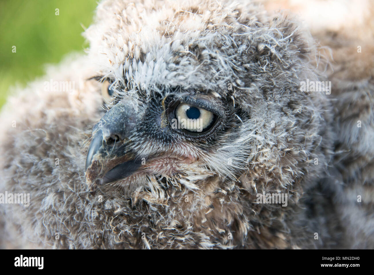 Close up of a juvenile Great Horned owl Stock Photo