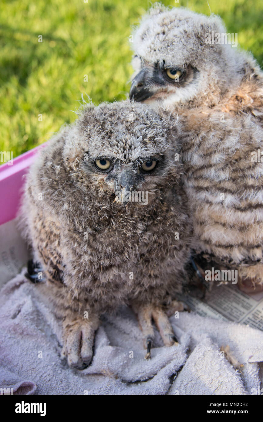 Two baby great horned owls in a box Stock Photo