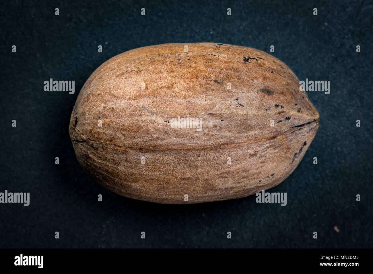 Pecan Shell on Dark Background with subtle highlighting Stock Photo - Alamy