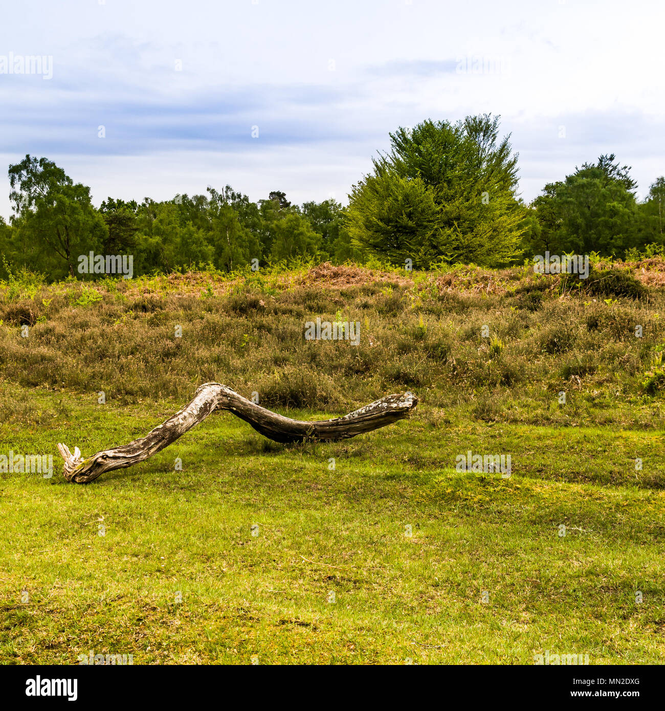 A small stream near Bolderwood in the New Forest Hampshire, taken  'contre-jour' meaning against the light Stock Photo - Alamy