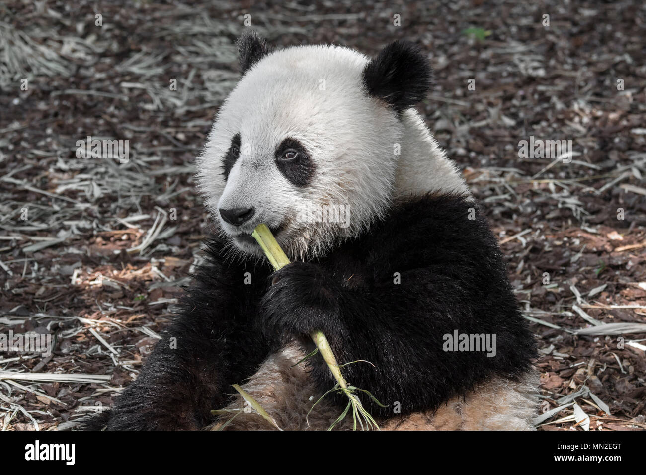 Young two year old giant panda (Ailuropoda melanoleuca) cub eating bamboo Stock Photo
