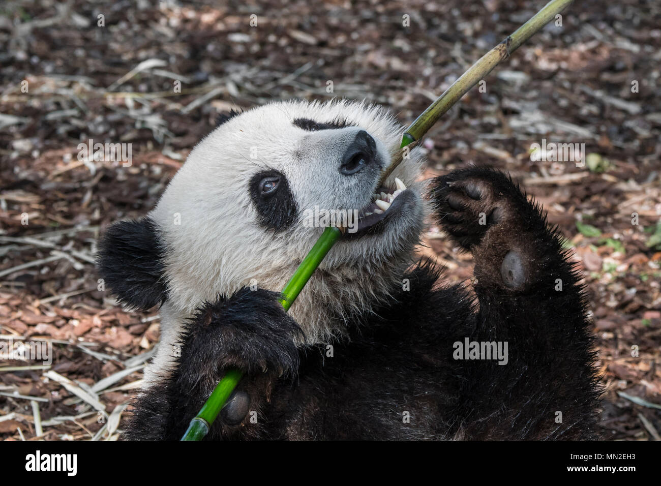 Young two year old giant panda (Ailuropoda melanoleuca) cub eating bamboo Stock Photo
