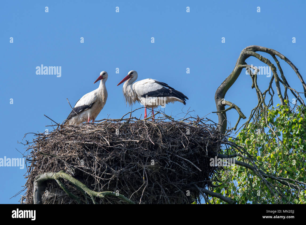 White stork (Ciconia ciconia) couple nesting on huge nest in tree top in spring Stock Photo