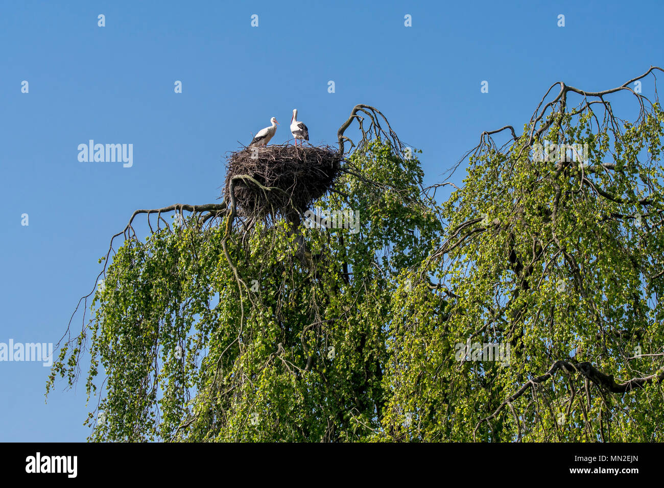 White stork (Ciconia ciconia) couple nesting on huge nest in tree top in spring Stock Photo