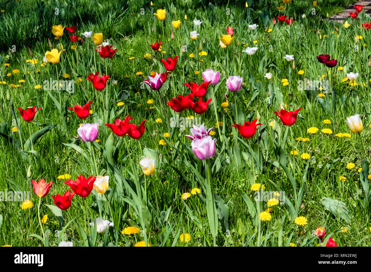 Britzer Garten, Neukölln, Berlin, Germany. 2018. Garden with spring flowering bulbs, Yellow, red & pink tulips and yellow dandelions in green grass.   Stock Photo