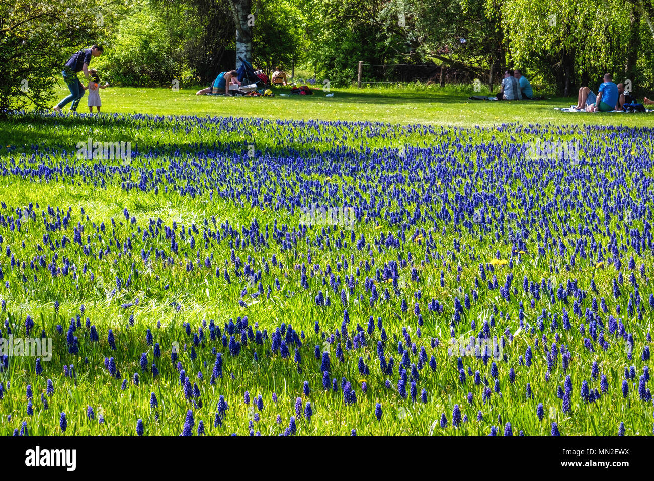 Britzer Garten, Neukölln, Berlin, Germany. 2018. Families picnic next
