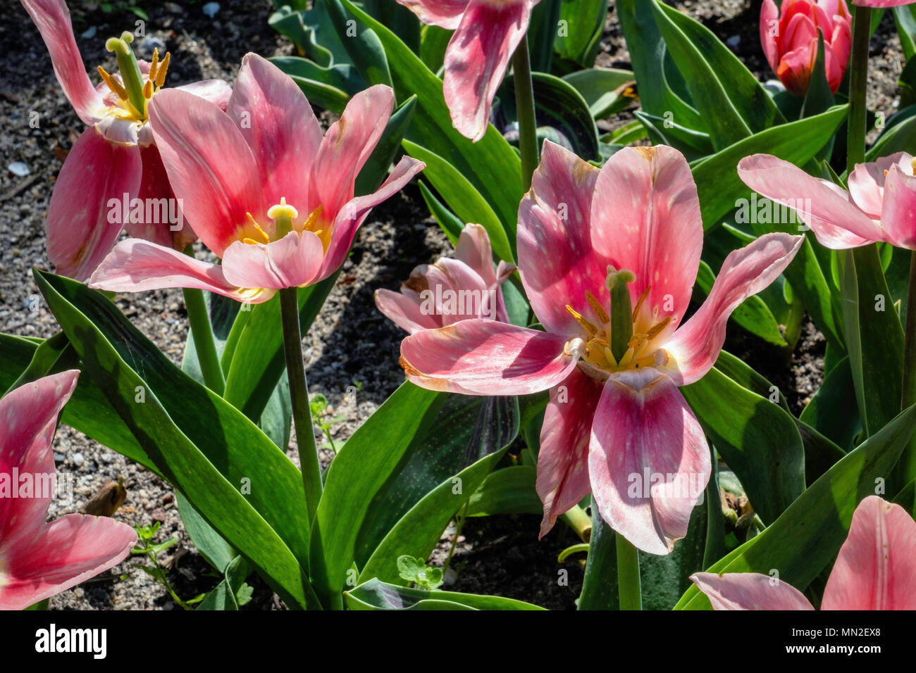 Tulipan show hires stock photography and images Alamy