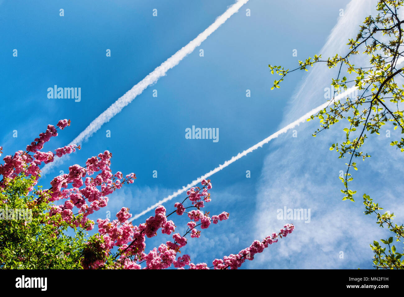 Britzer Garten, Neukölln, Berlin, Germany. 2018.  Pink and white blossoms on fruit trees against  blue sky with plane contrails.                       Stock Photo