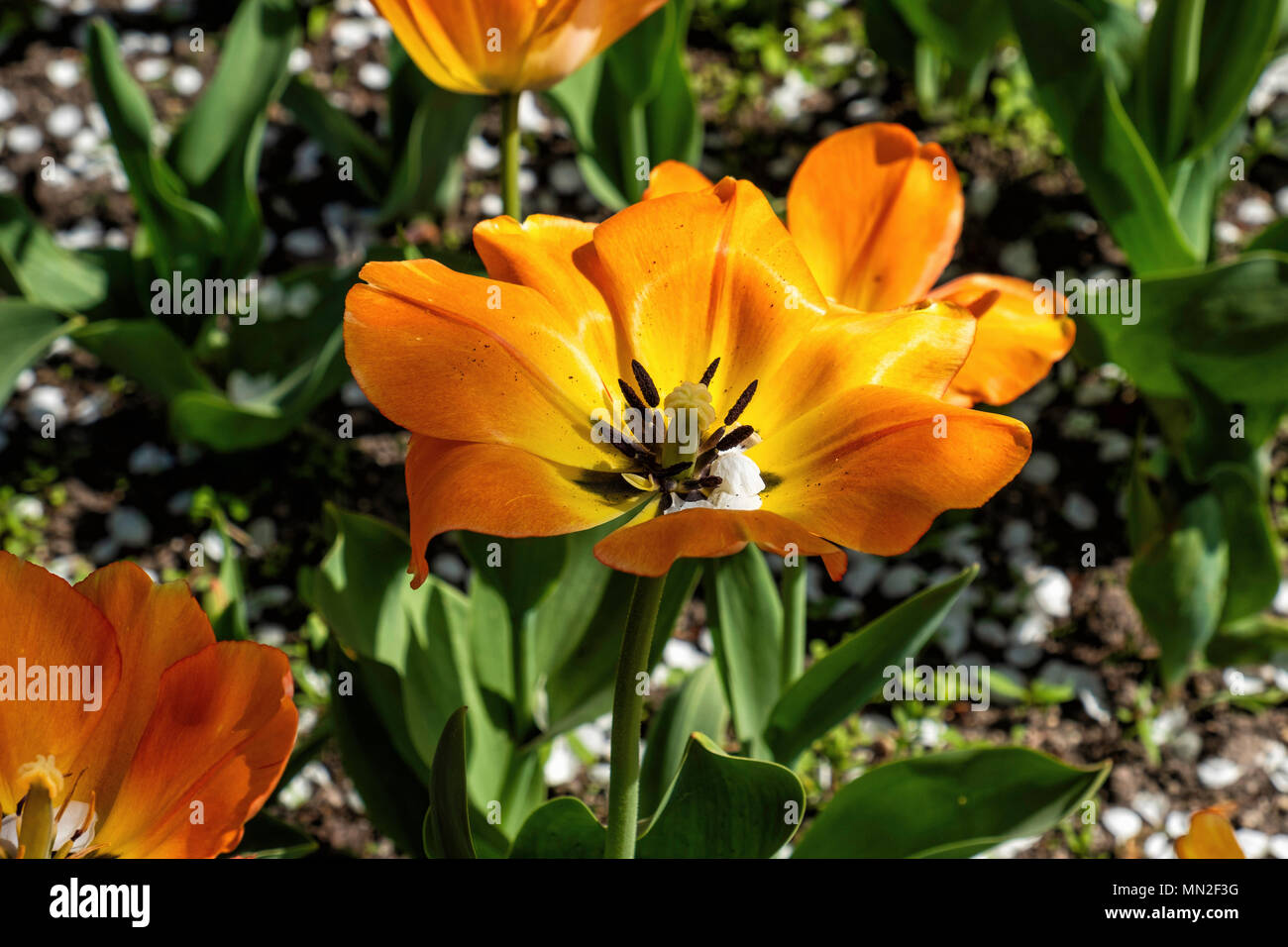Britzer Garten, Neukölln, Berlin, Germany. 2018. Garden with spring flowering bulbs, yellow and orange tulip flowers                                   Stock Photo