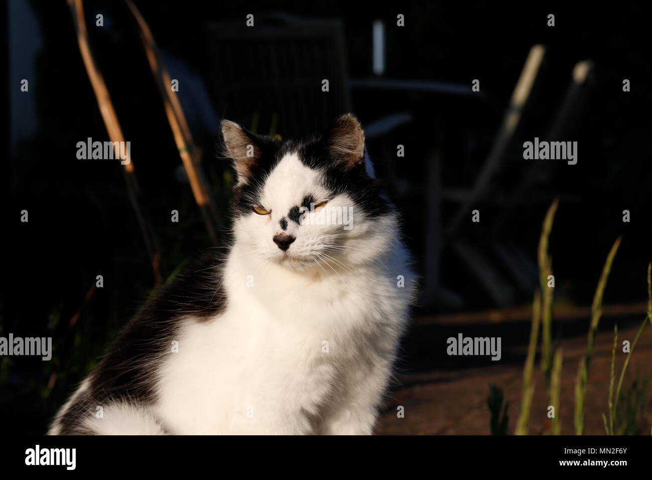Black and white cat in sunshine Stock Photo
