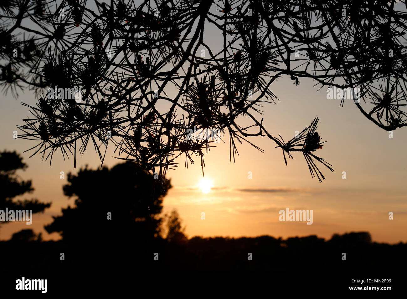 Fire tree silhouette with setting sun Stock Photo - Alamy