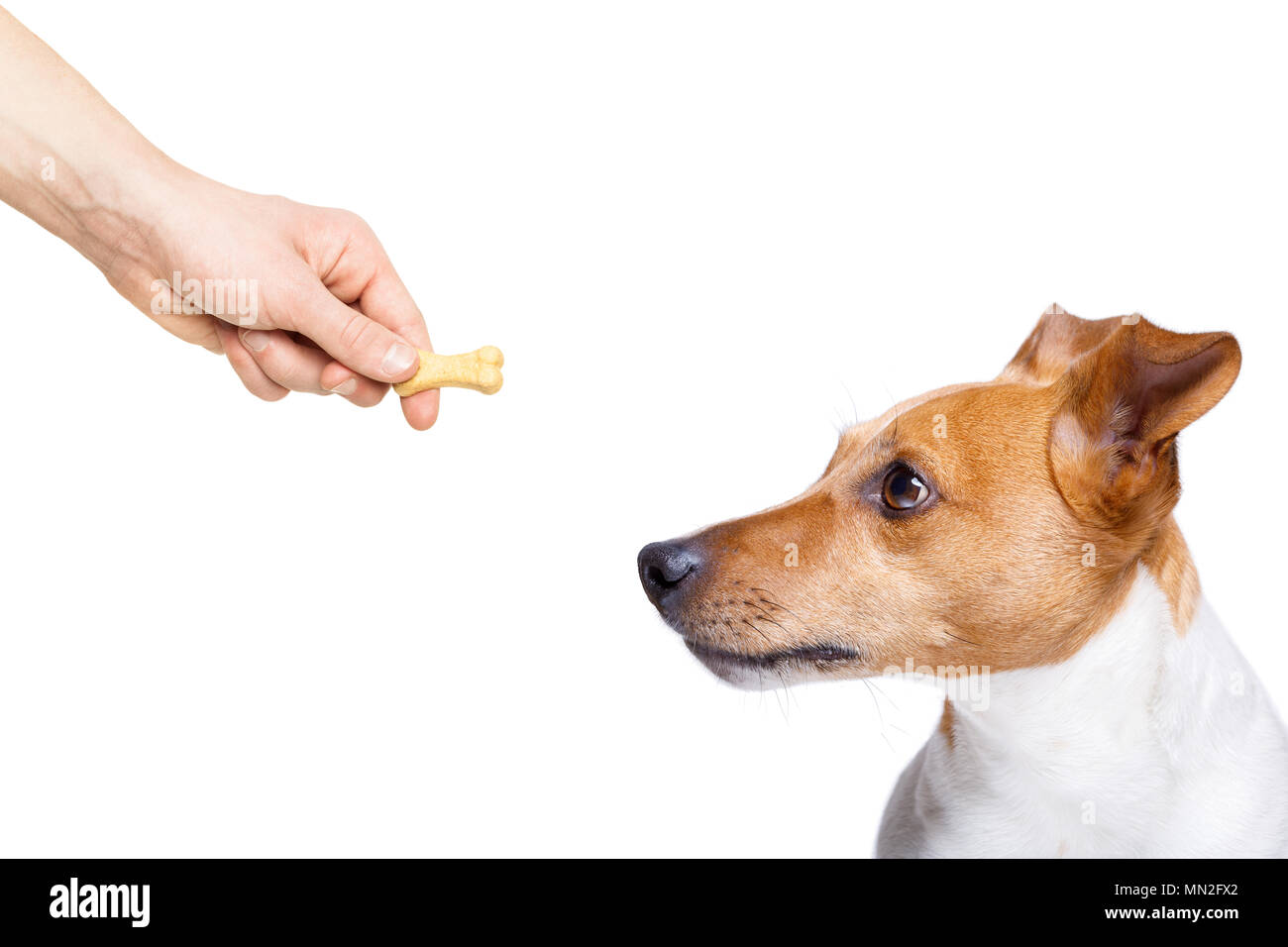 hungry jack russell dog , for a treat by his owner , isolated on white