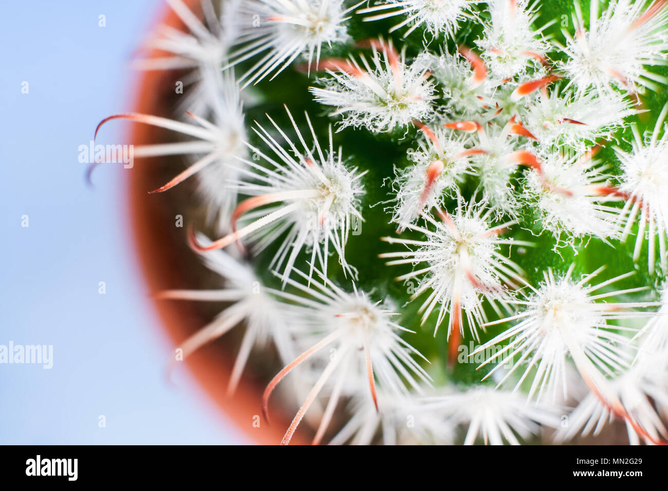 Close-up top view of part of exquisite Echinocereus cactus. Stock Photo